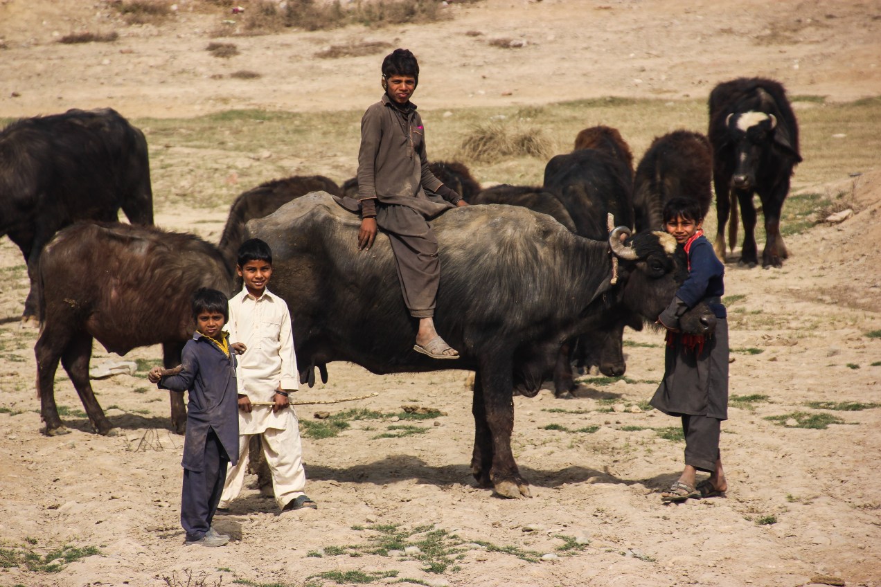 I love my water buffalo!