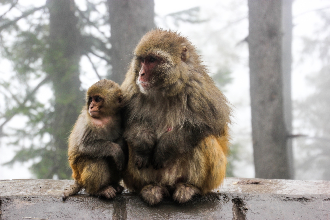 The first sighting of the monkeys that reside in the Himalayan foothills north of Islamabad. 